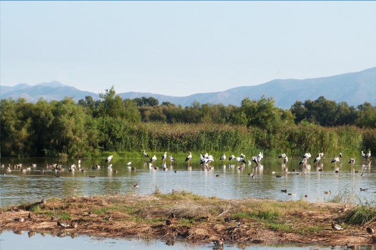 Aiguamolls de lemporda Empuriabrava