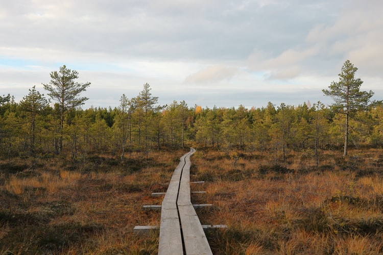 Bog Trail Estonia