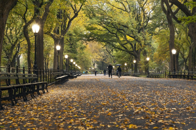 Fall in Central Park