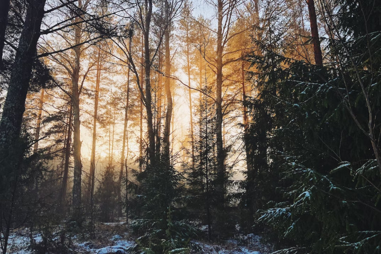 Forest in Latvia