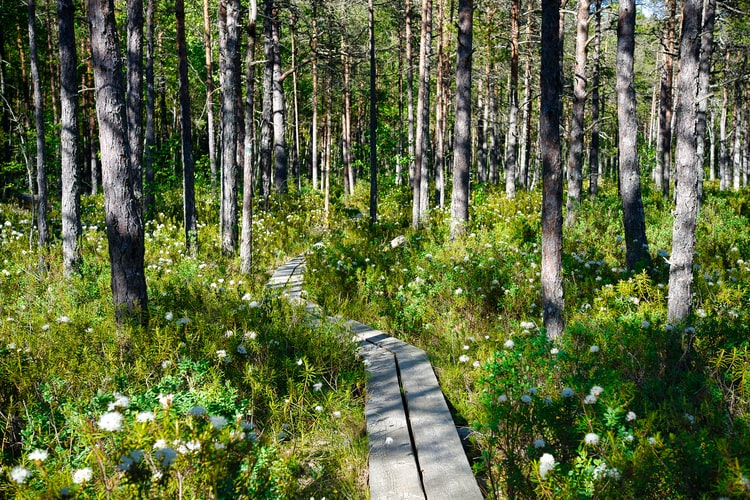 Lahemaa-Ravuspark Estonia