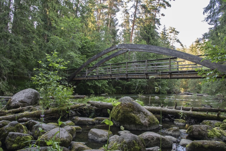 Taeveskova-Bridge-in-Estonian-Forest