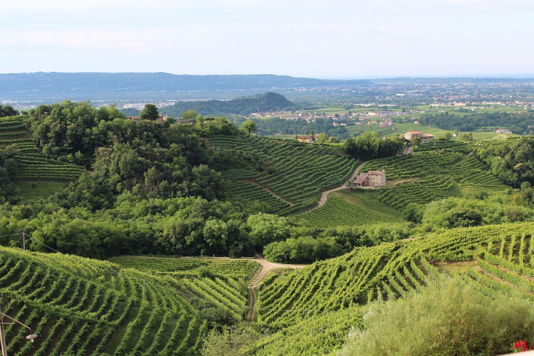 Vineyards making Prosecco in Treviso