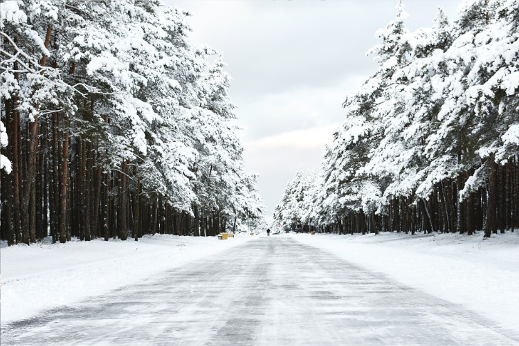 Winter forest scene in Lithuania