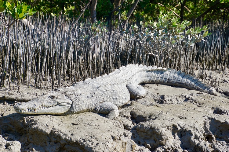 AmericanCrocodile everglades