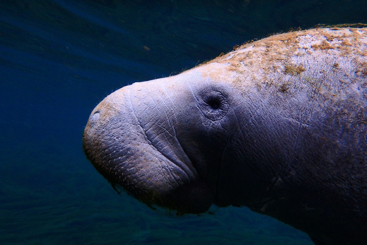 Manatee everglades