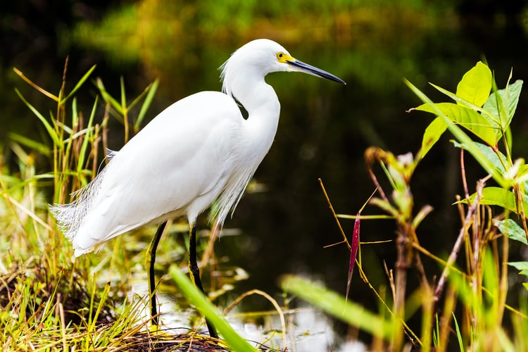 SnowyEgret everglades