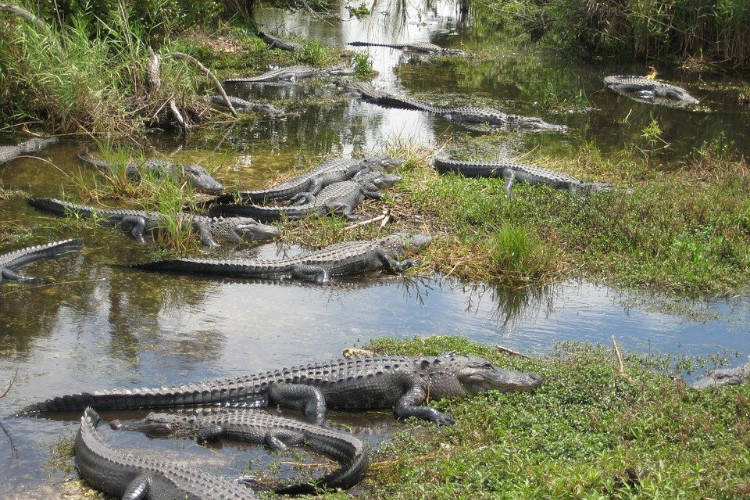 american alligator everglades