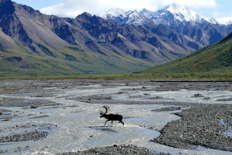 braided streams in denali