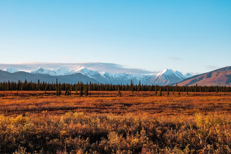 denali nature