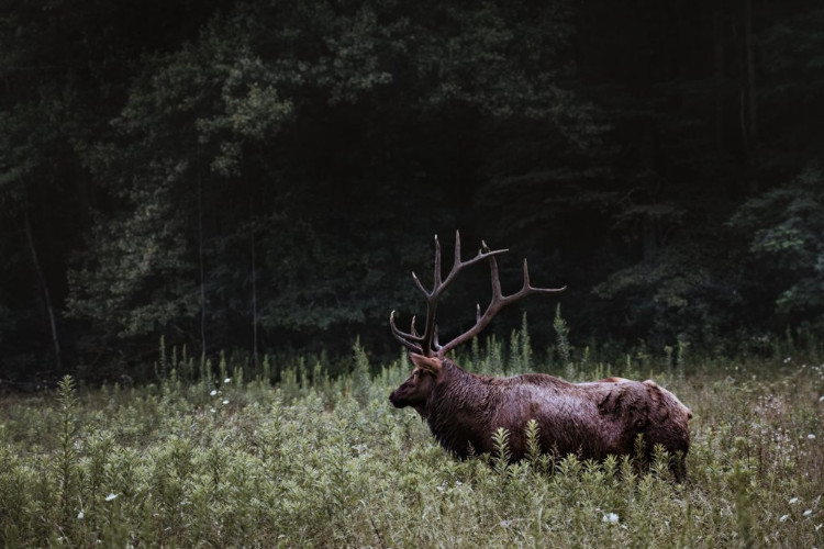 elk in great smoky mountains