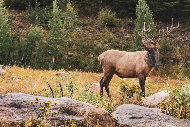 elk in rocky mountain n