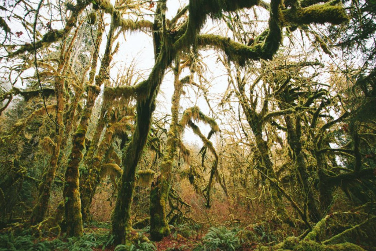 hoh rainforest olympic np