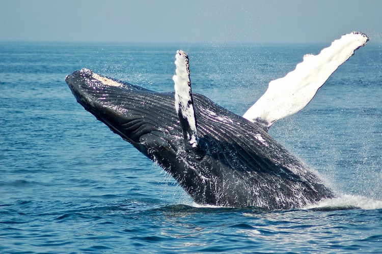 humpback whale acadia