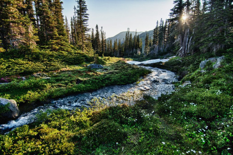 morning light in olympic np