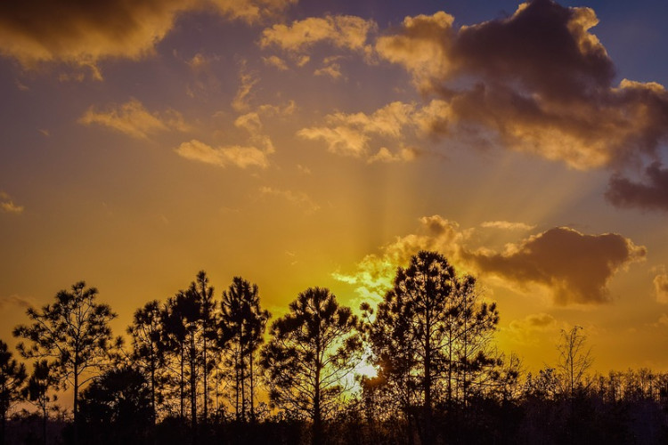 pine rockland in the everglades