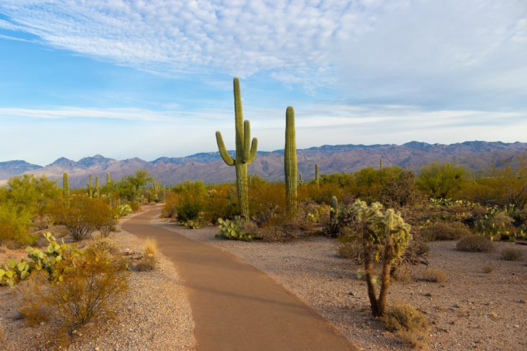 saguaro national park