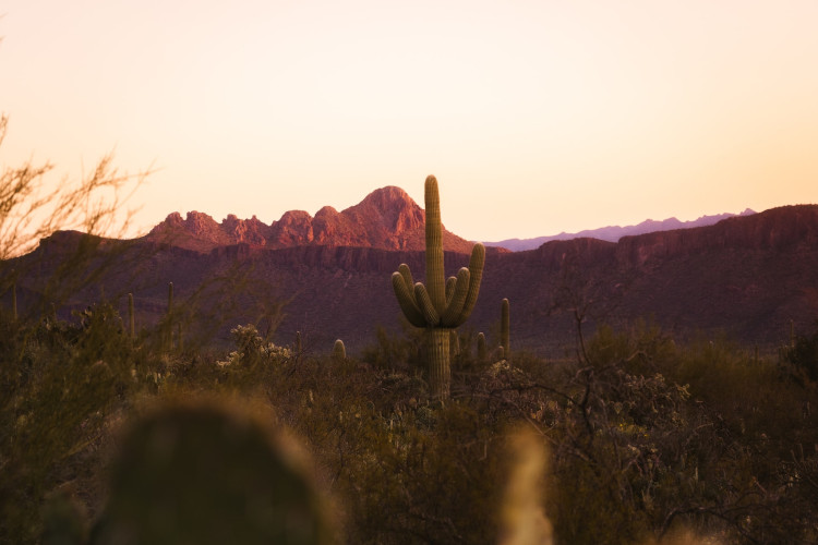 sonoran desert scenery in saguaro national park