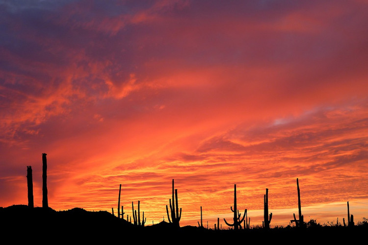 sunset in rincon mountain saguaro