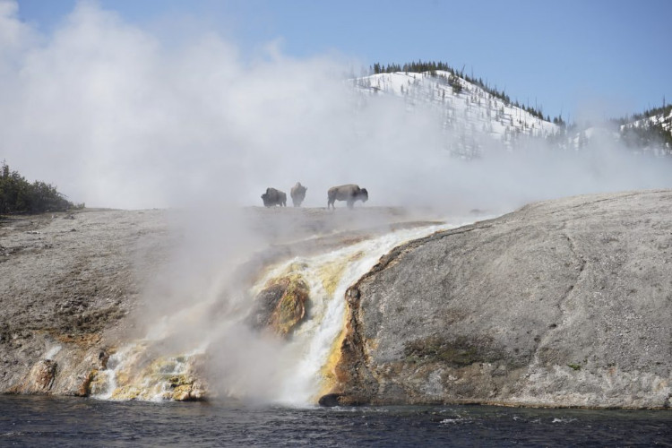 wild american bison yellowstone