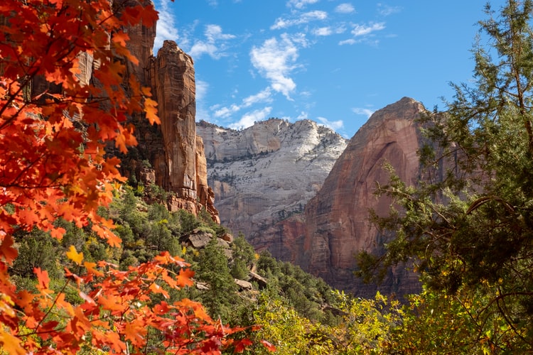 zion biodiversity