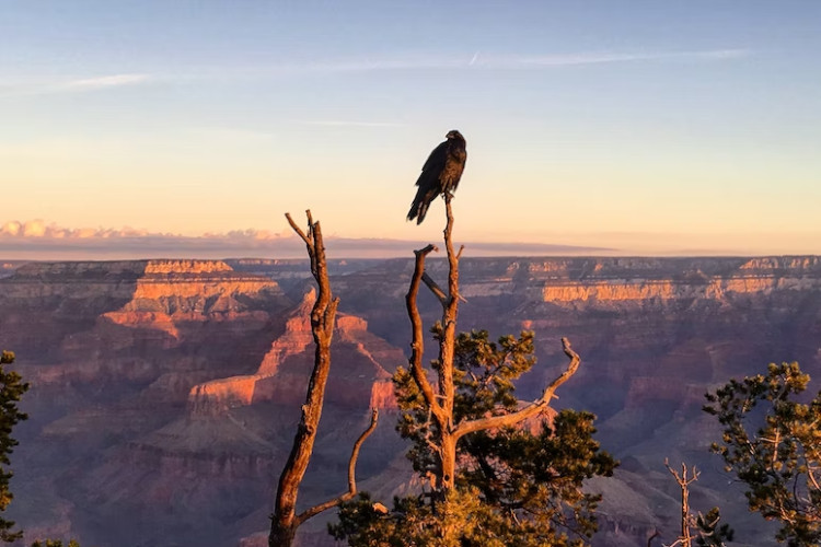 Arizona Grand Canyon